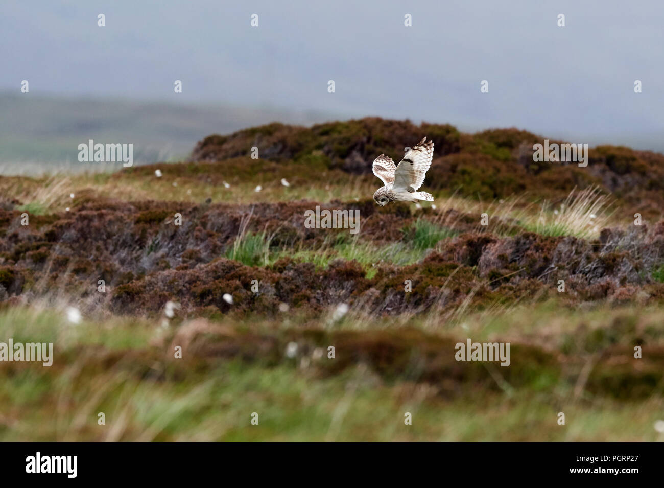 Short-eared owl, Aseo flammeius, UK Stock Photo