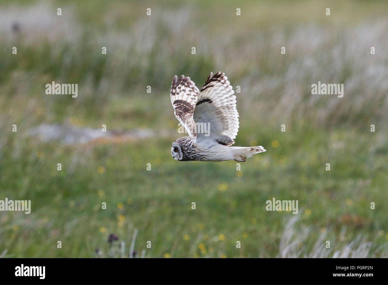 Short-eared owl, Aseo flammeius, UK Stock Photo