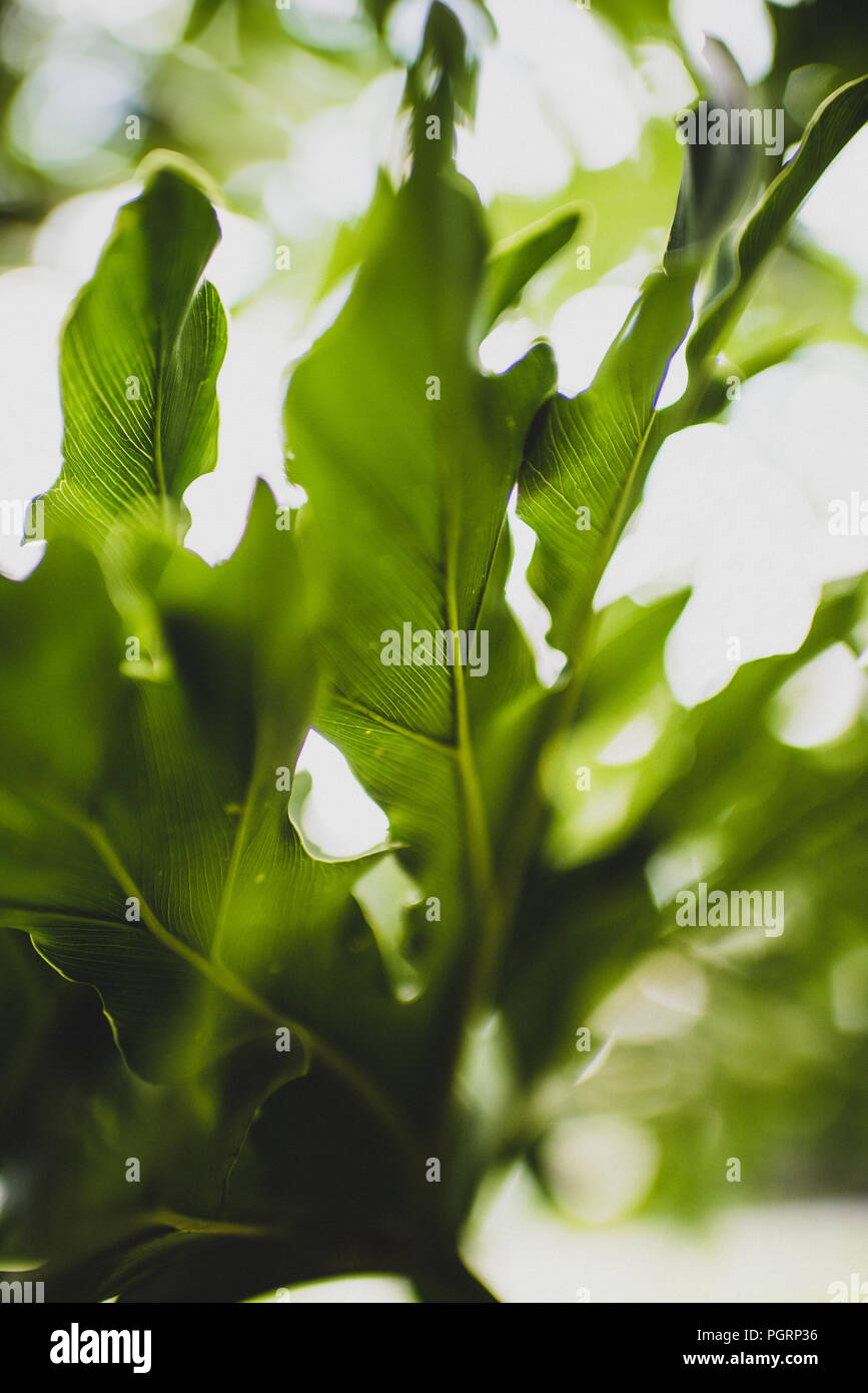 A series of Lacy Philodendron plant images of glossy waxy tropical green fern leaves in Florida with blurry background bokeh for a dream-like quality Stock Photo