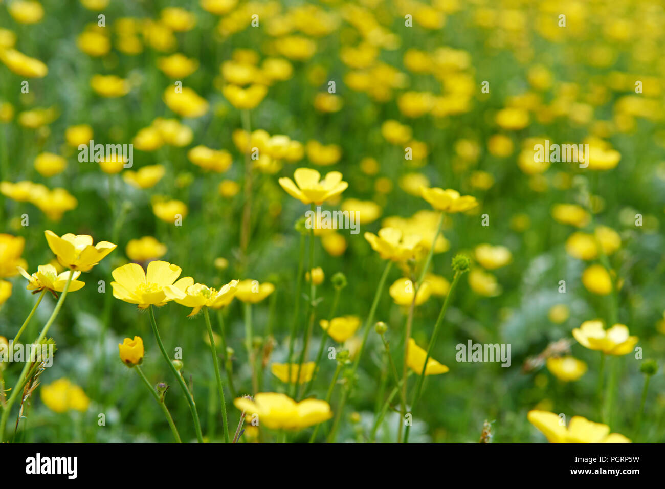 Machair flowers on Mingulay, Outer Hebrides, Scotland, UK Stock Photo