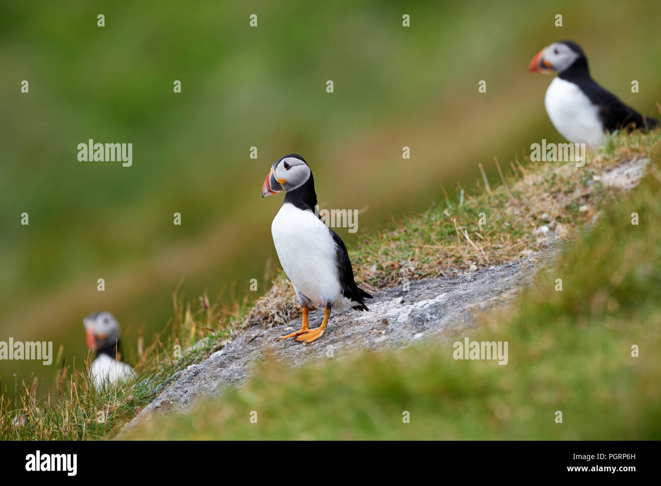 Puffin, Fratercula arctica, Mingulay, Bishop's Isles, Outer Hebrides, Scotland, UK Stock Photo