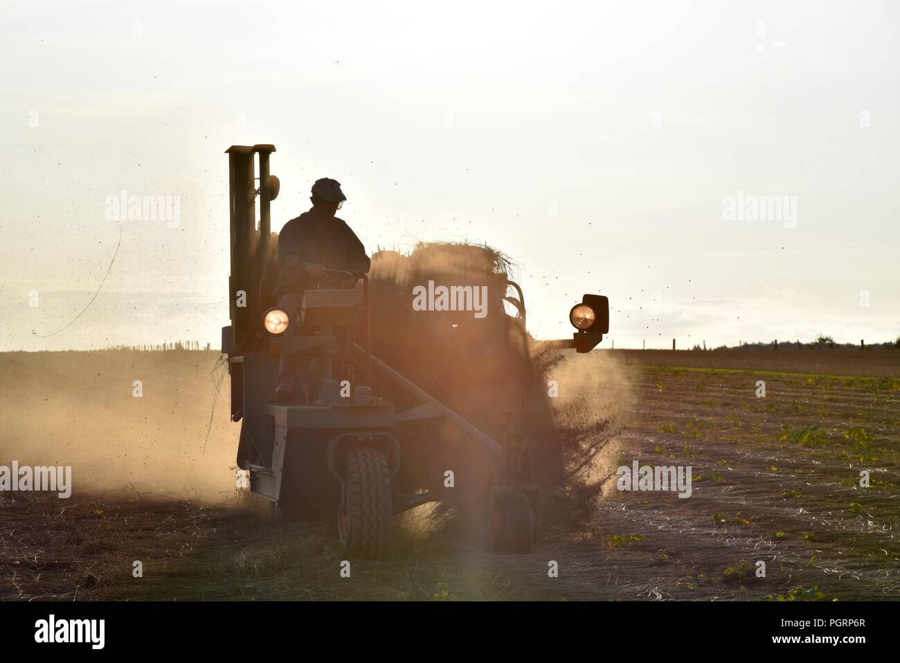 Flax, or Linseed (Linum usitatissimum): a French farmer turns his crop of cut flax to promote beneficial enzyme growth for use as the textile linen Stock Photo