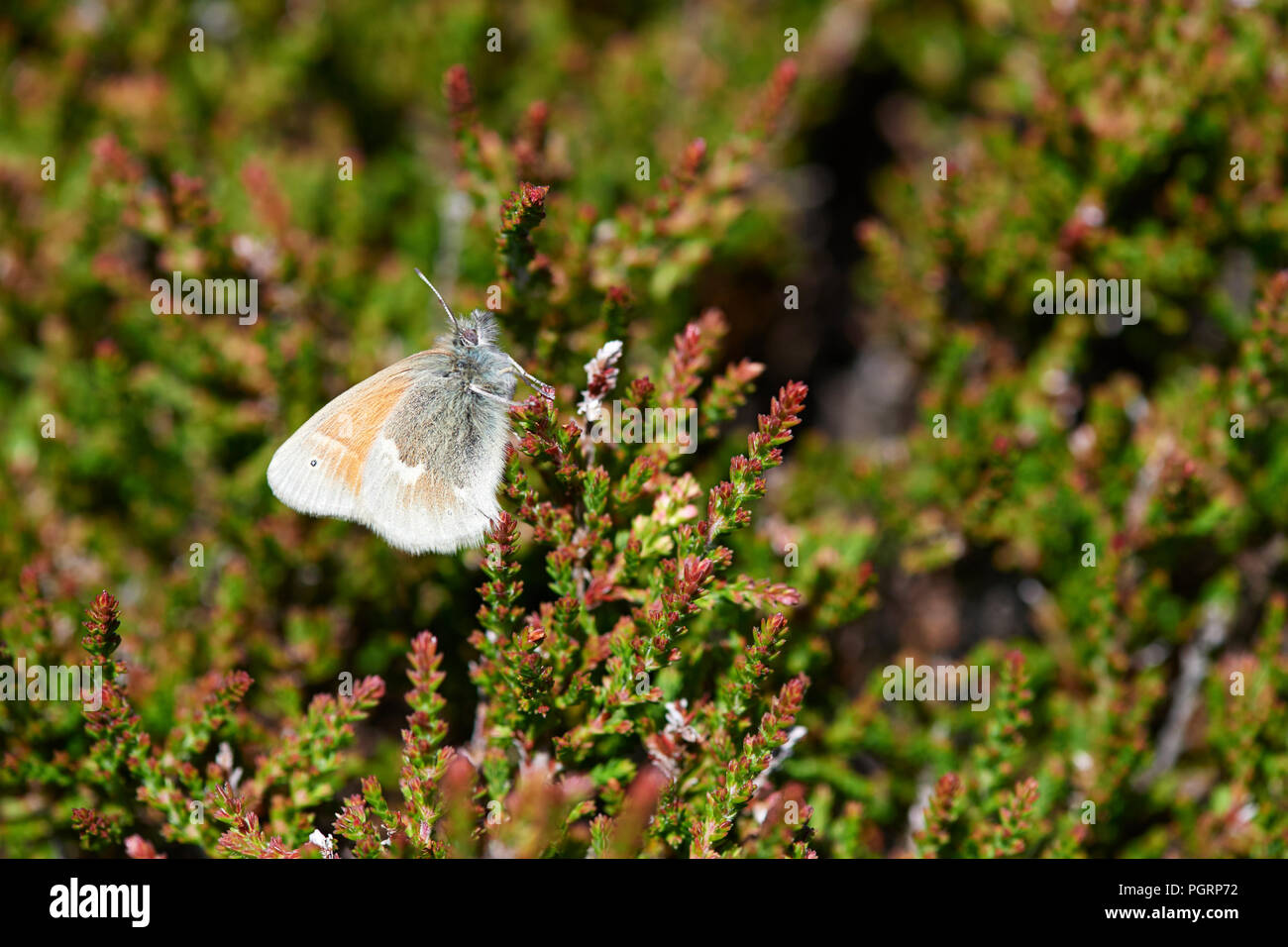 Large heath butterfly, North Uist, Scotland, UK Stock Photo
