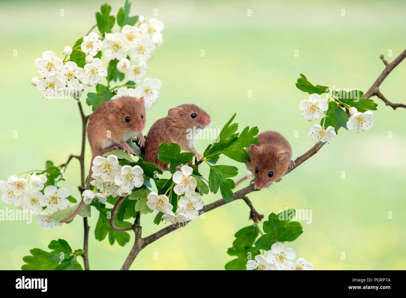 Harvest mice, Micromys minutus, UK Stock Photo