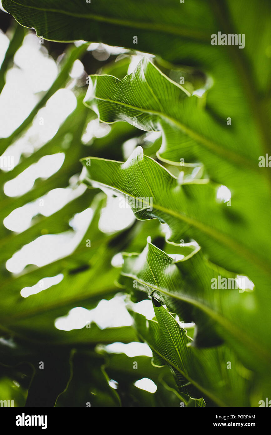 A series of Lacy Philodendron plant images of glossy waxy tropical green fern leaves in Florida with blurry background bokeh for a dream-like quality Stock Photo