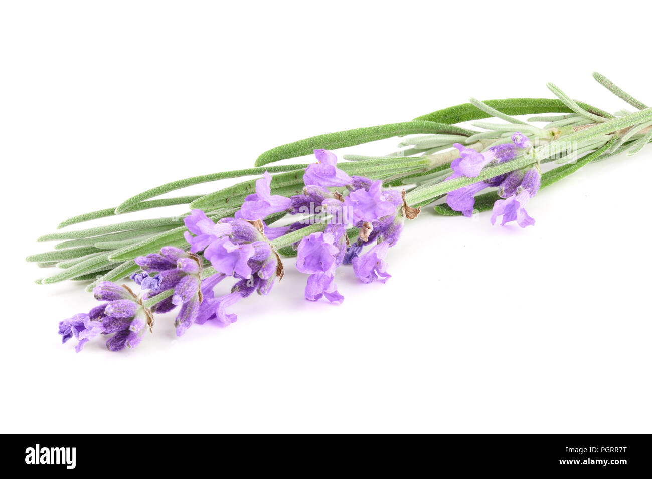 Still Life Lilac Isolated White Background Stock Photo by ©ALVERA