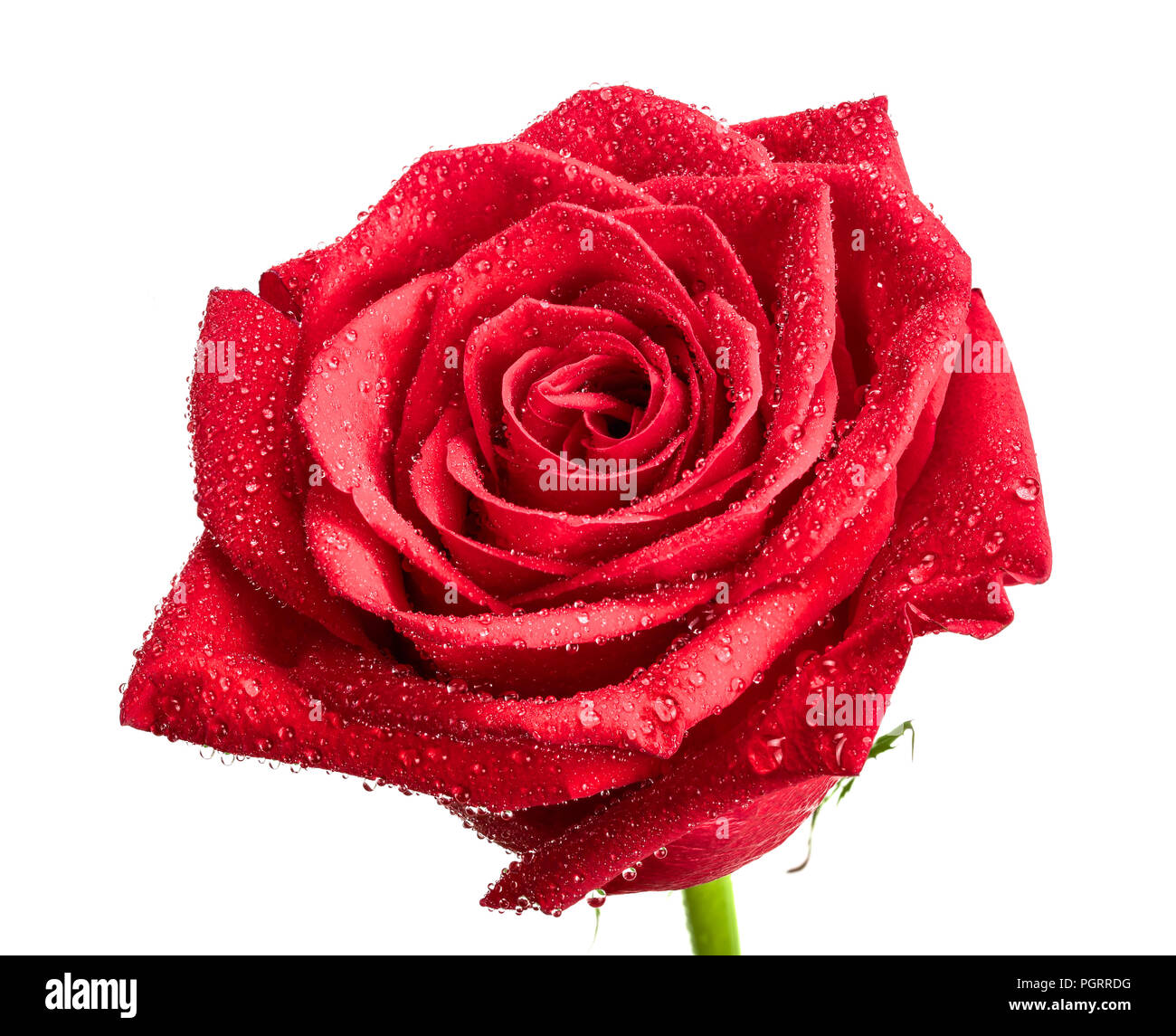 Beautiful Red Rose With Dew Drops Isolated On White Background Stock 