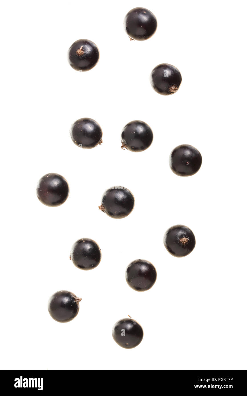 falling black currant isolated on white background. Stock Photo