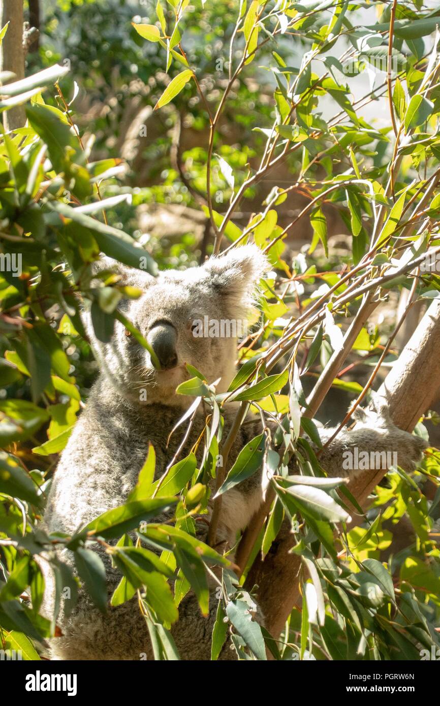 Koalas on Eucalyptus tree Stock Photo