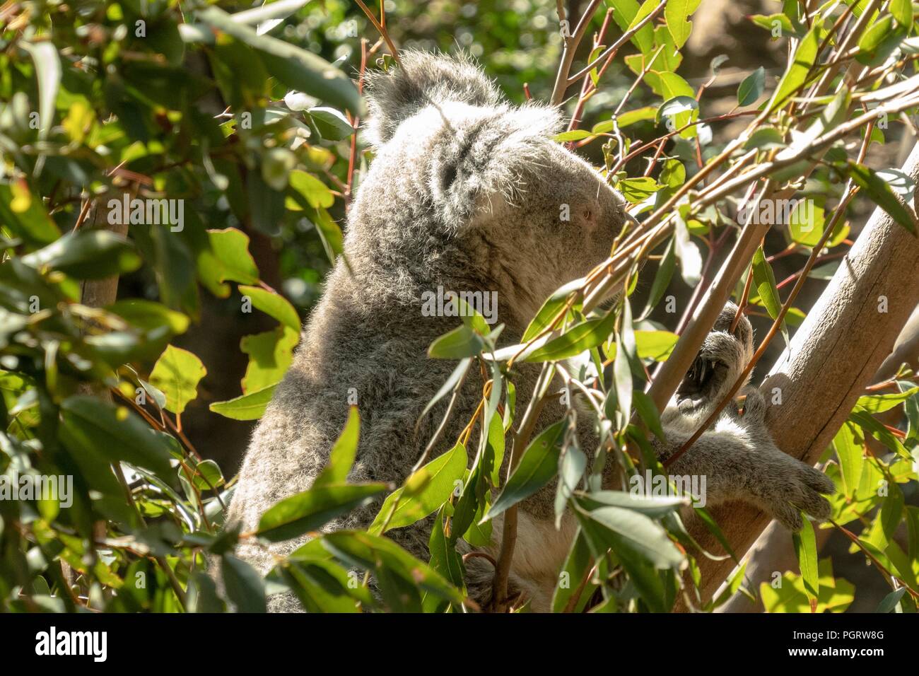 Koalas on Eucalyptus tree Stock Photo Alamy