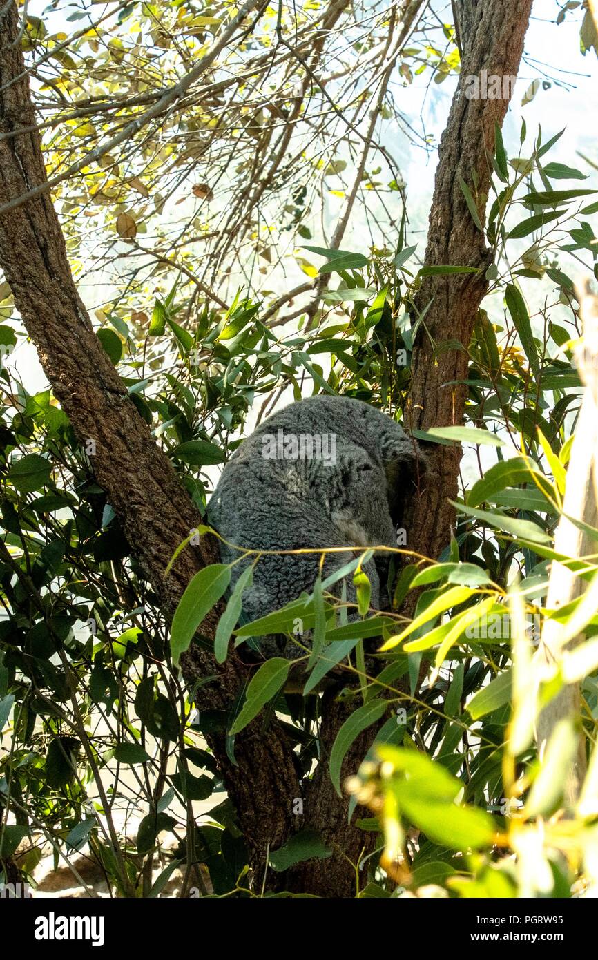 Koalas on Eucalyptus tree Stock Photo Alamy