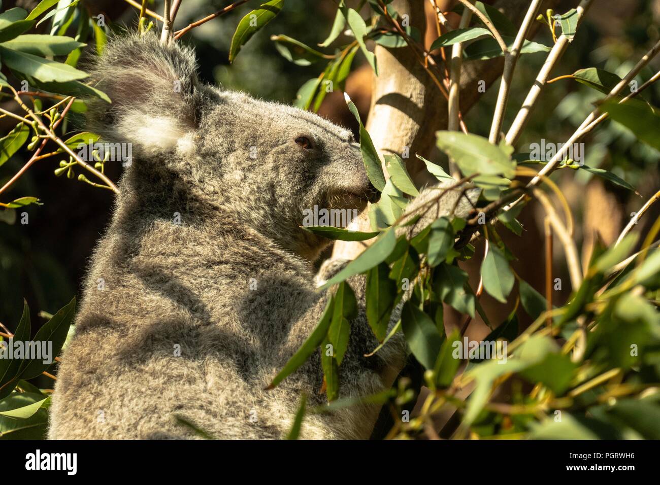 Koalas on Eucalyptus tree Stock Photo Alamy