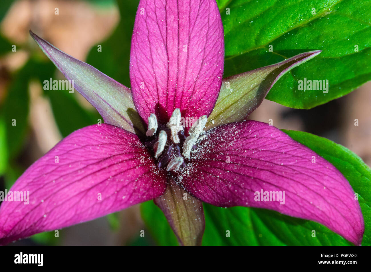 Top down view of a wildflower, the red trillium, with pollen saturating the anthers. Stock Photo