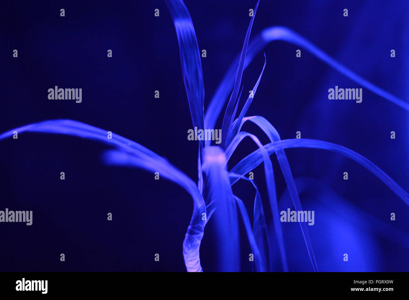 Plants in neon fluorescence blue light Stock Photo