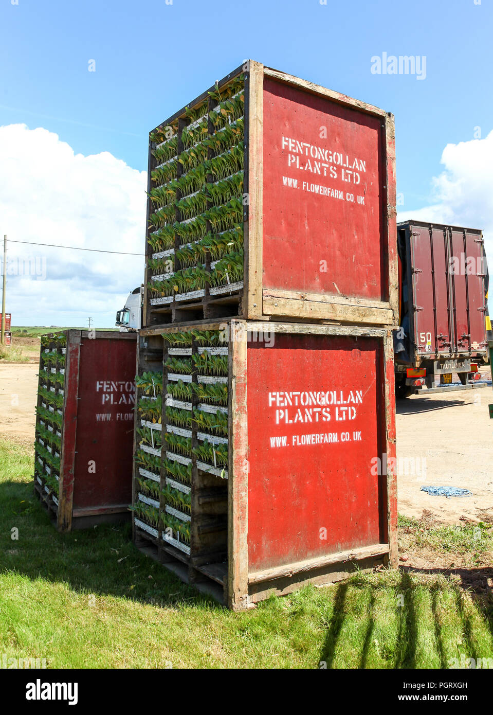 Young Brassica plants in trays awaiting loading onto a lorry, England