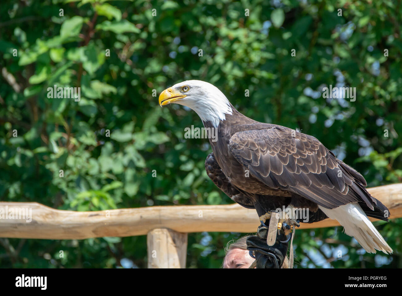 National animal of USA white-tailed big American bald eagle bird close up  Stock Photo - Alamy