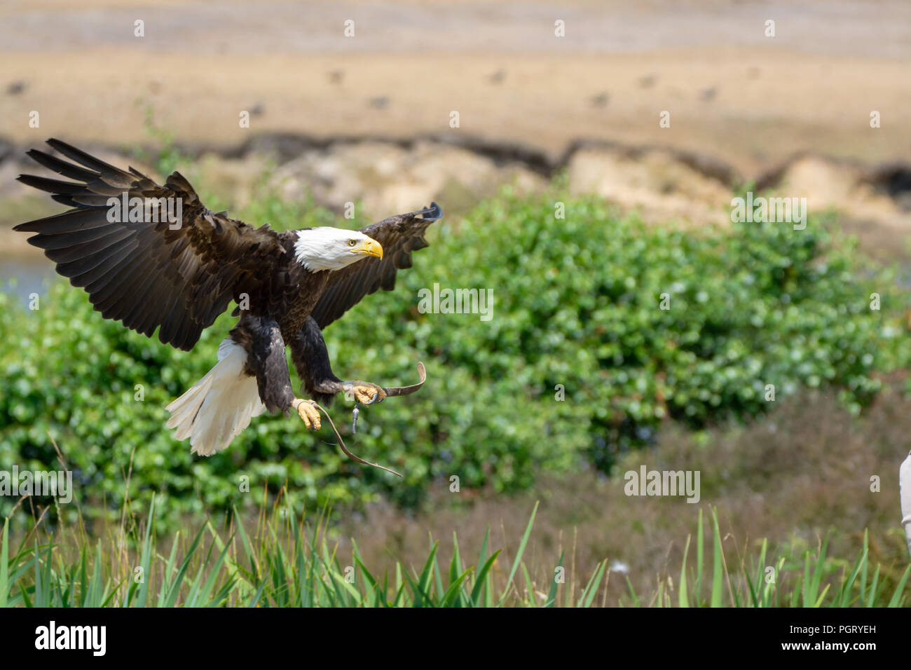 National animal of USA whitetailed big American bald eagle bird close