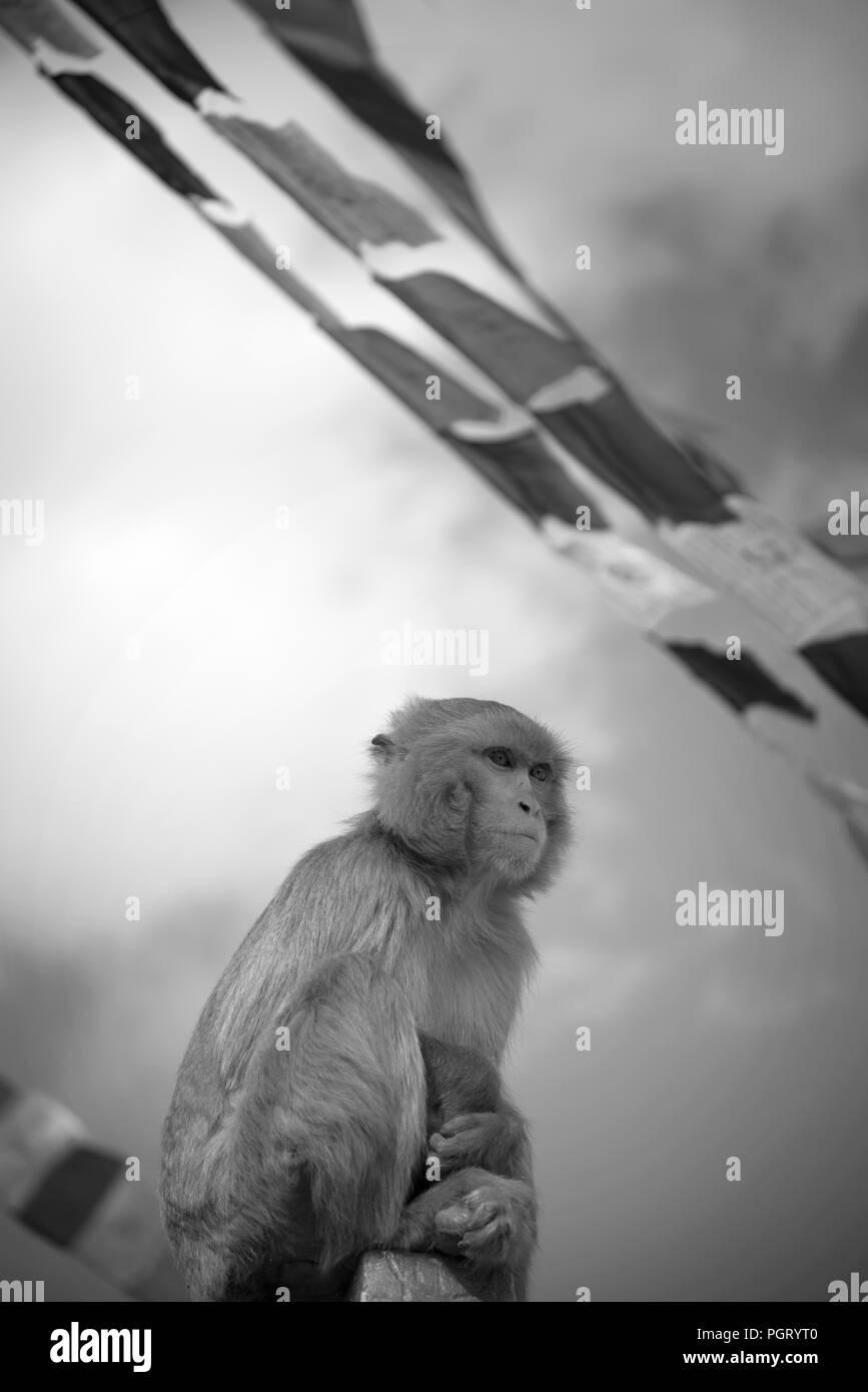black and white photography. Monkeys in Pashupatinath Temple , Kathmandu, Nepal. Stock Photo