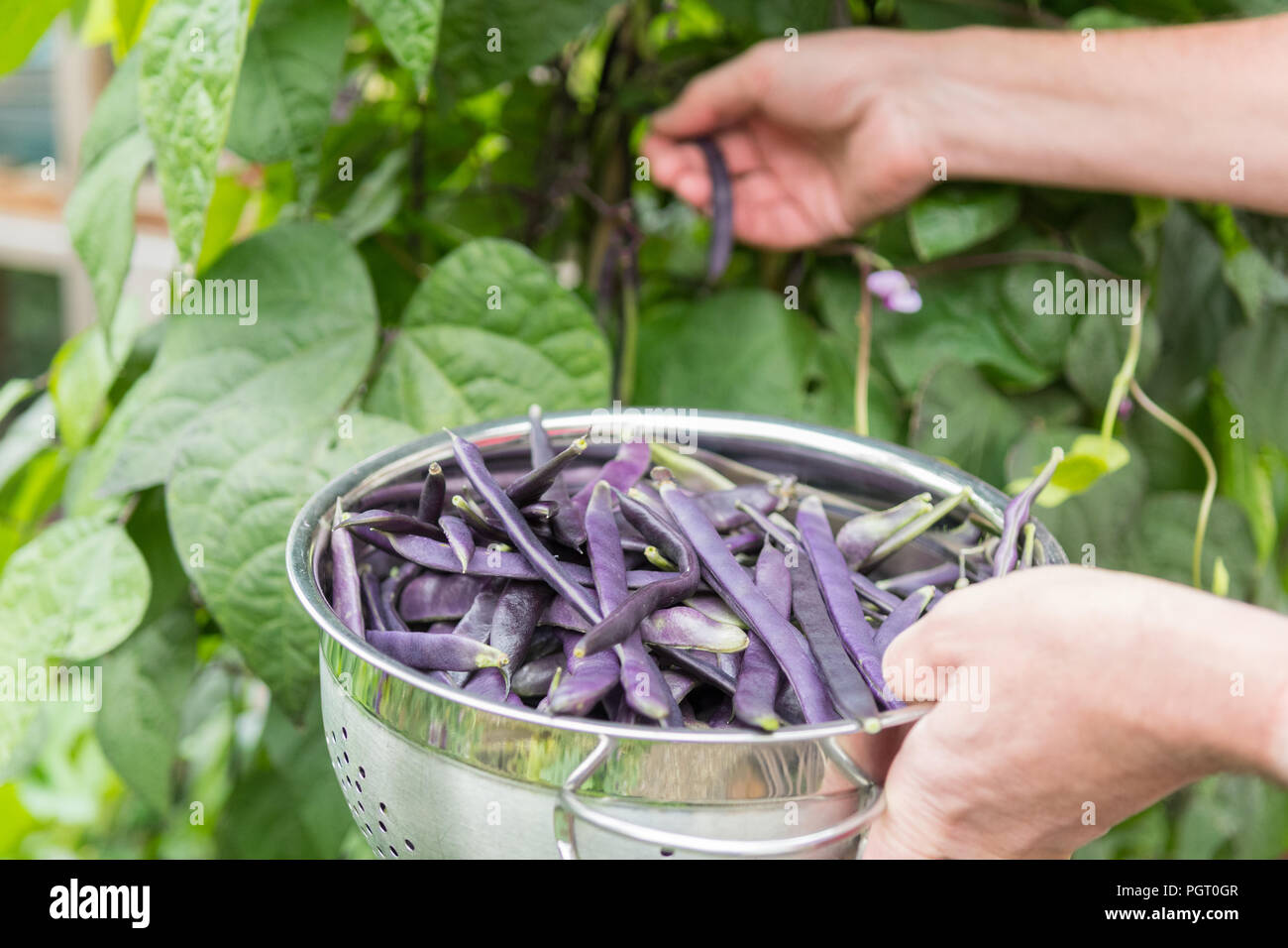 picking climbing french beans cosse violette - phaseolus vulgaris - from garden - uk Stock Photo