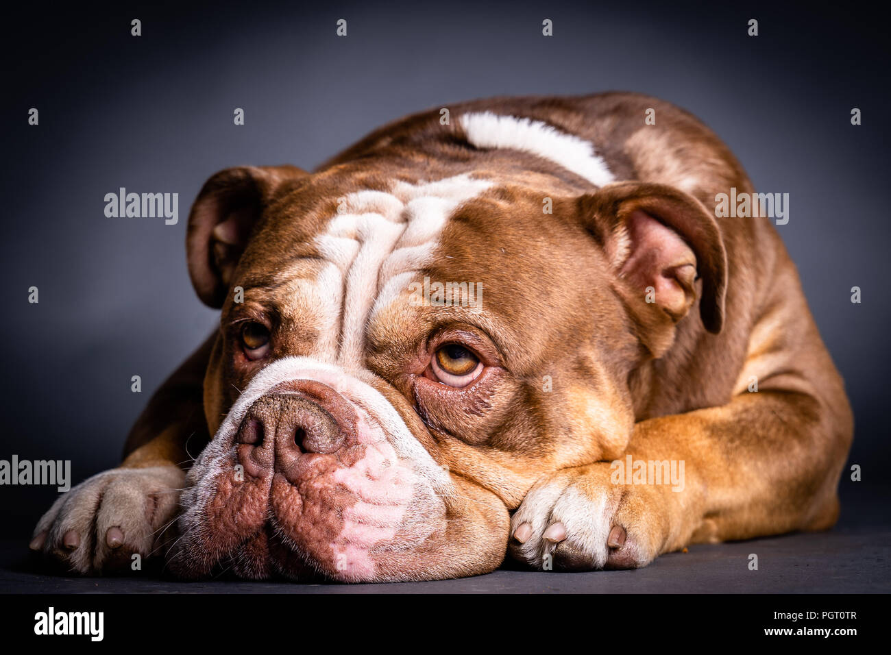 Old English Bulldog lying on the floor Stock Photo