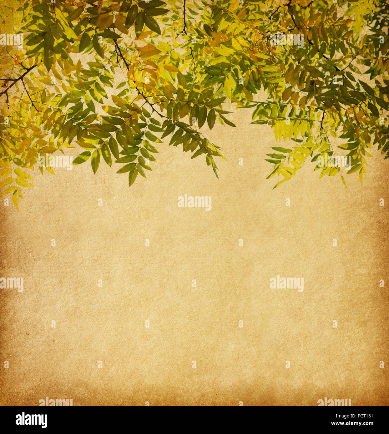 Aged paper texture with  branch of autumn leaves. Pagoda Tree Stock Photo