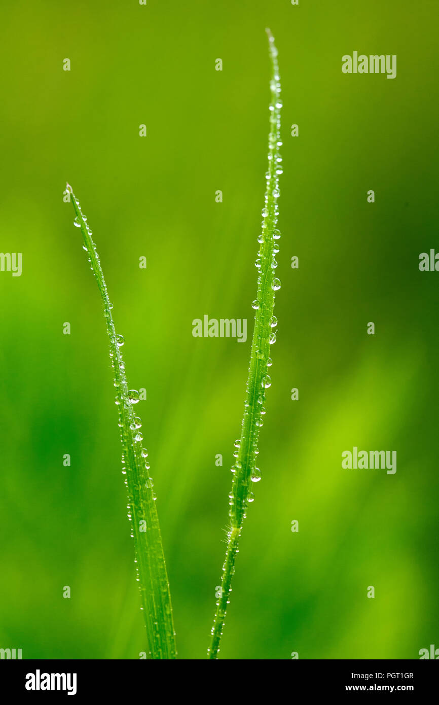 Drops of water on a green grass close up. Blurred background. Stock Photo