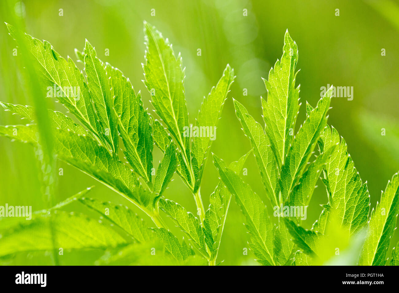 Leaves of green uncultivated plants. Blurred background. Stock Photo