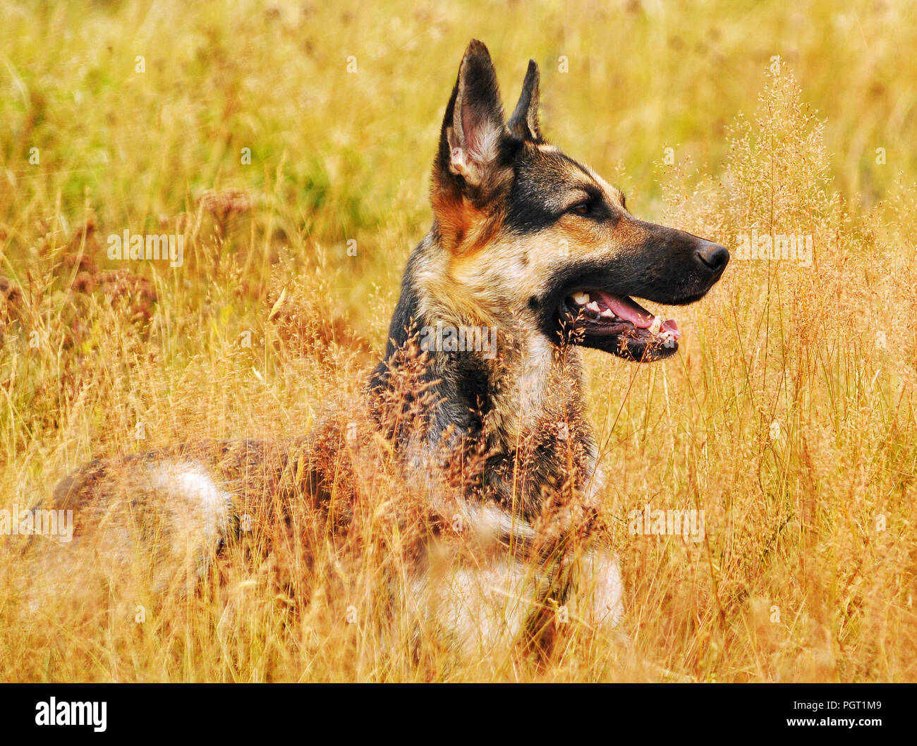 German Shepherd dog lying in meadow field Stock Photo