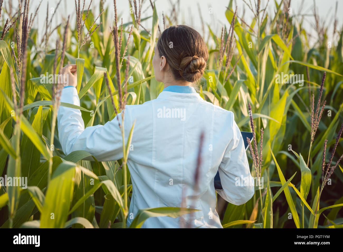 Scientist in corn field testing a new GMO breed Stock Photo Alamy