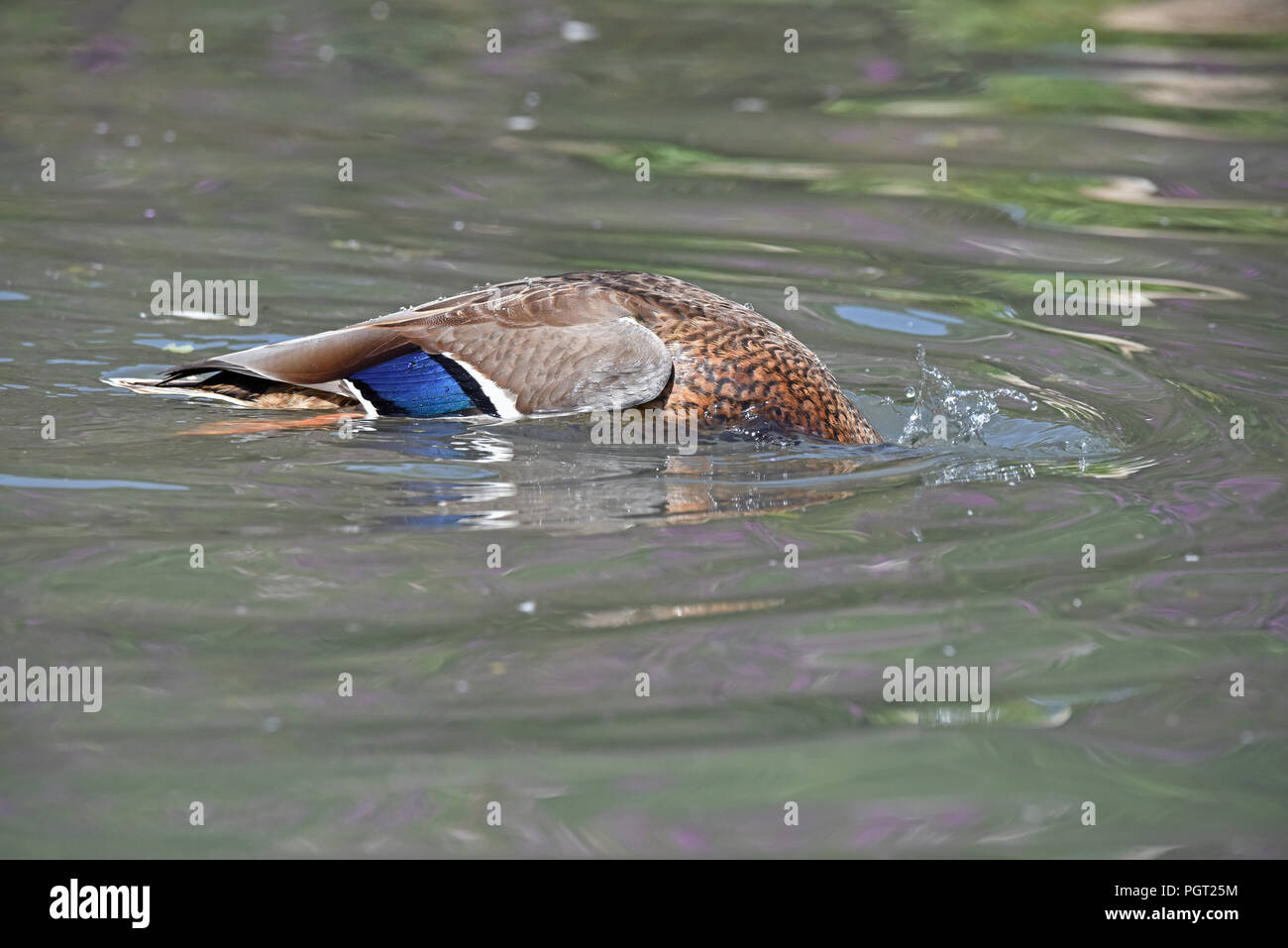 A male Mallard (Anas platyrhynchos) in eclipse plumage feeding in a