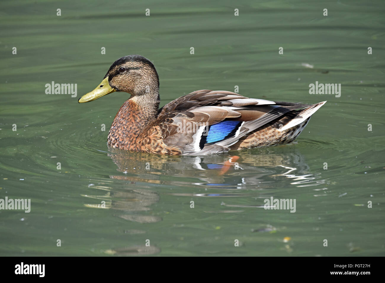 A male Mallard (Anas platyrhynchos) in eclipse plumage swimming in a