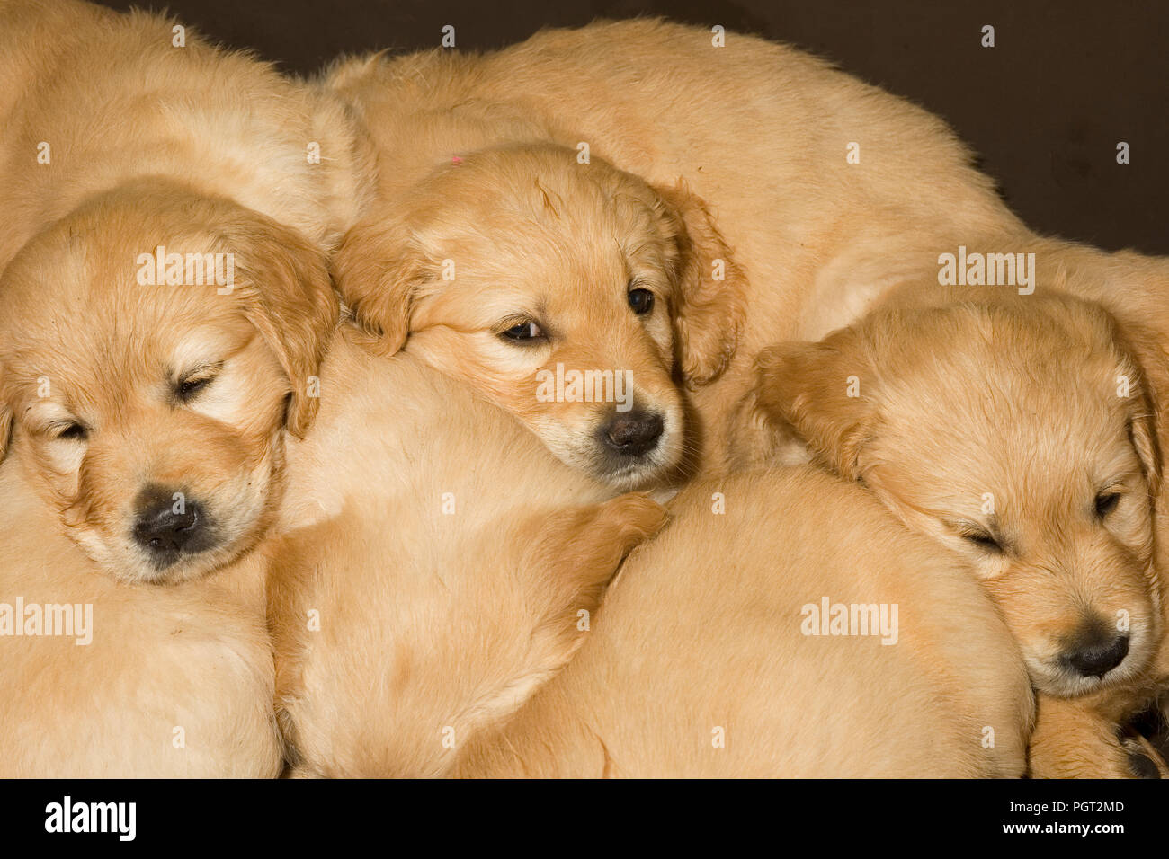 Puppies in brown dog basket gently open their eyes to see what is going on Stock Photo