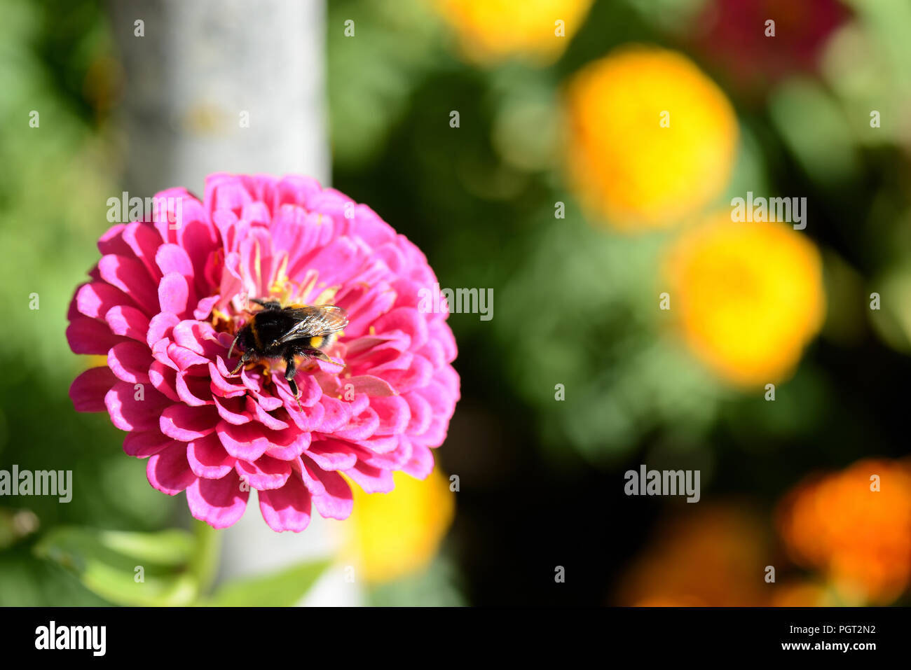 Bumblebee on a bright cynia flower in a summer garden close up Stock Photo