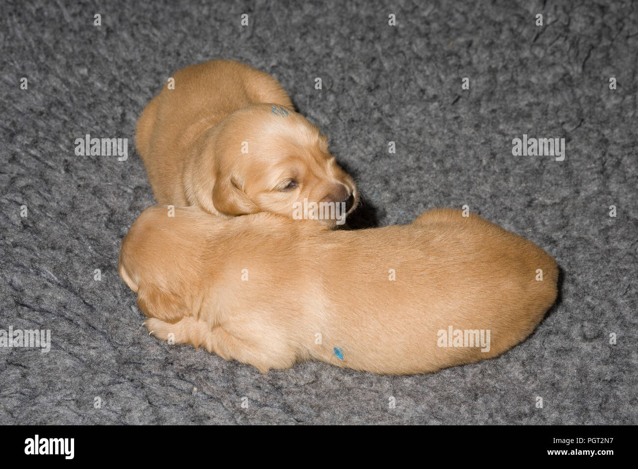 Two of the males from a litter of golden retriever puppies lying together on a polyester fur 'vet bed' rug Stock Photo