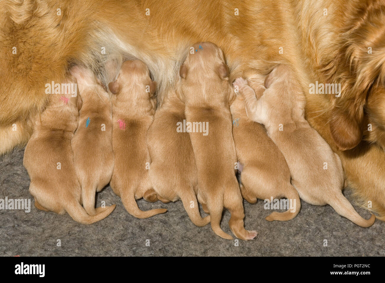 Litter of seven golden retriever puppies suckling from their mother