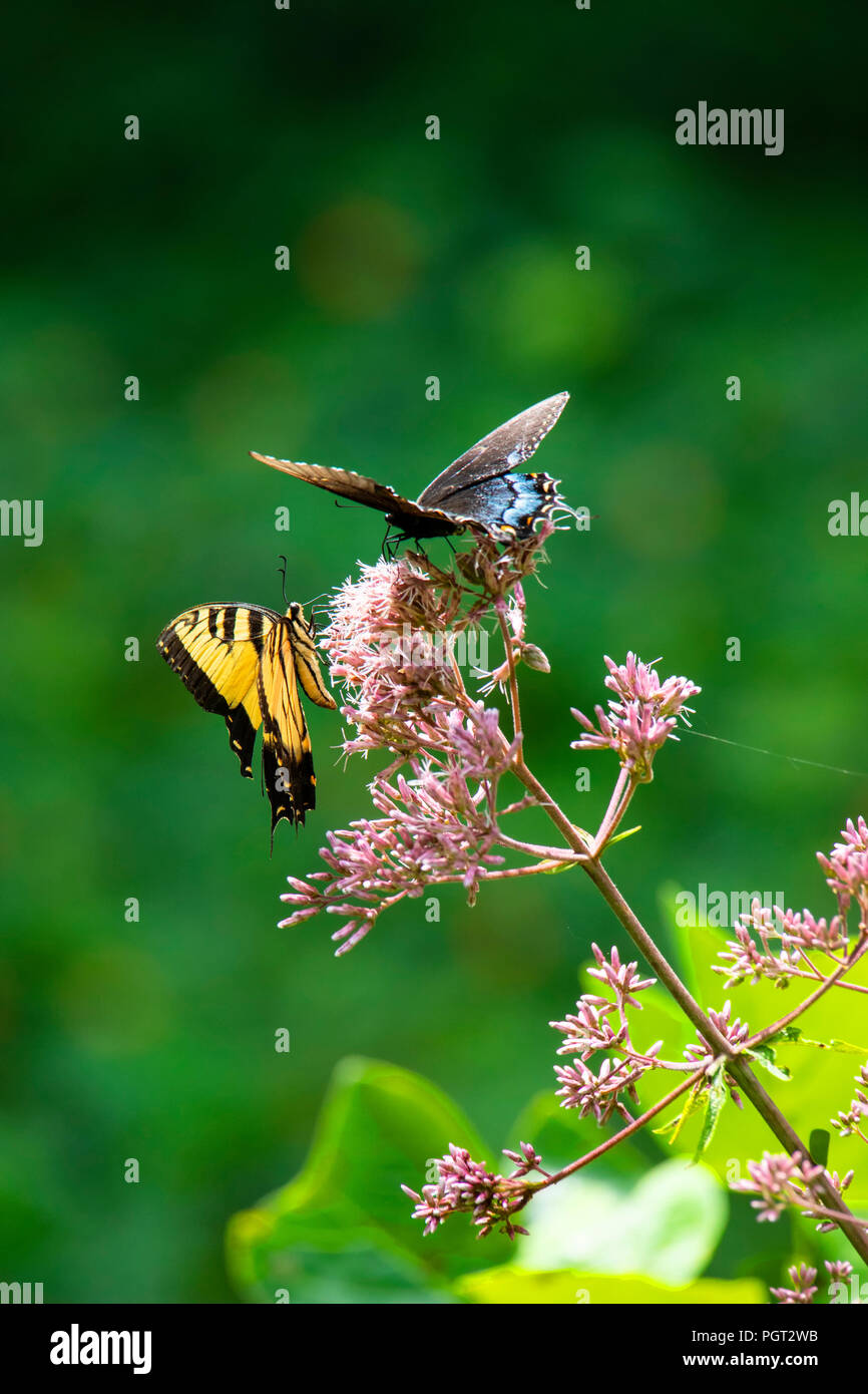 A black swallowtail and an Eastern tiger swallowtail butterfly feed on the flowers of a Joe Pye weed in full sunshine. Stock Photo