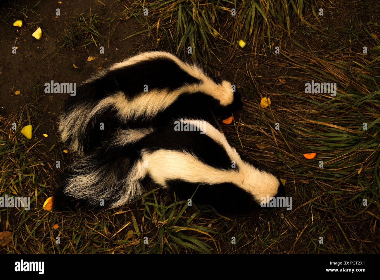Striped Skunks (Mephitis mephitis) Stock Photo