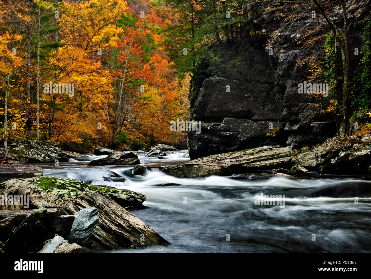 Tellico River autumn colors with slow shutter speed blurred water in the rapids. Stock Photo