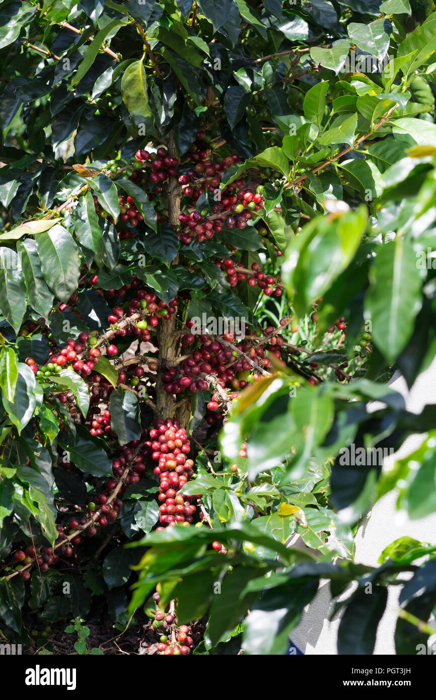Coffee Plant. Red Coffee Beans on a Branch of Coffee Tree Stock Photo ...
