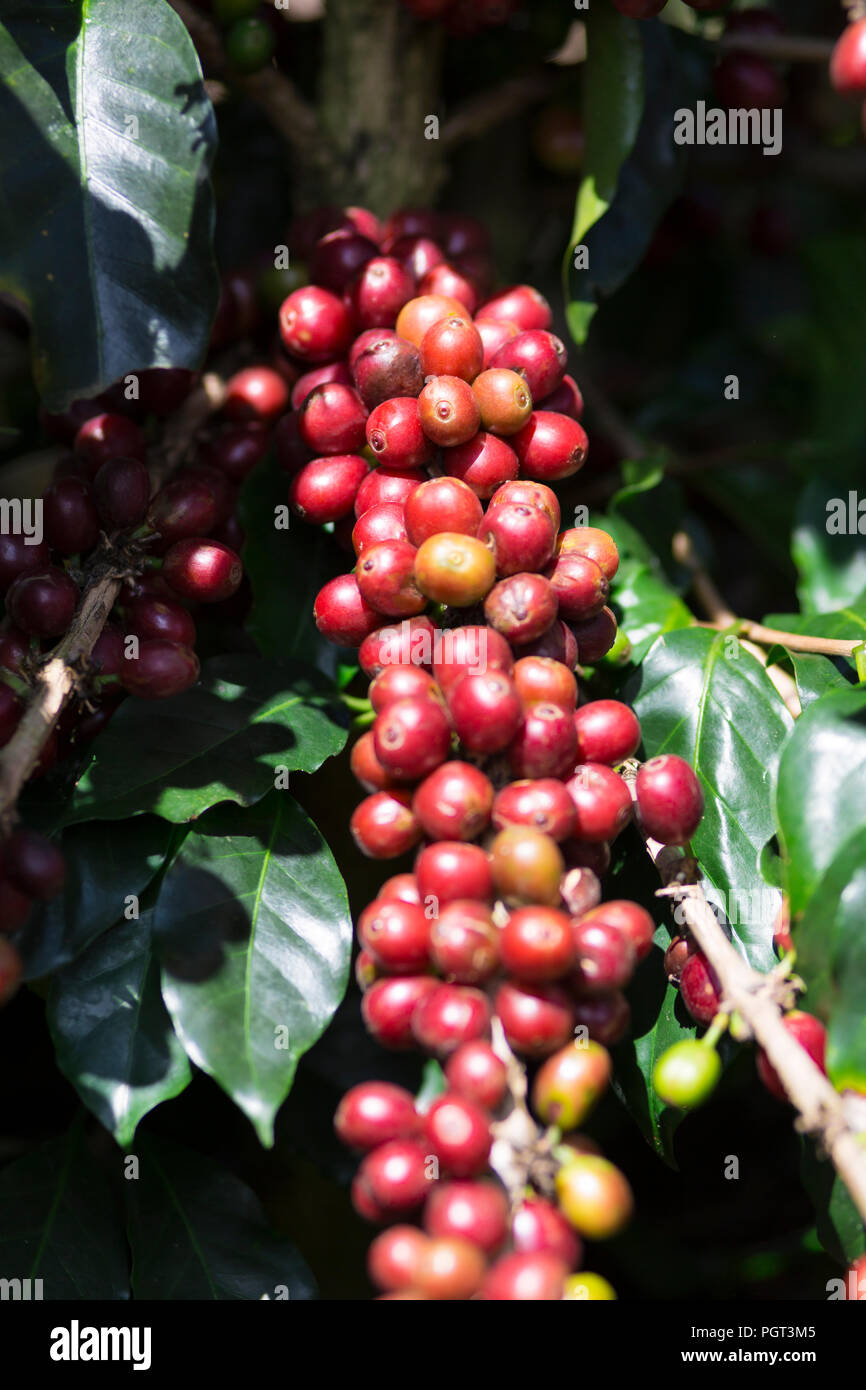 Coffee Plant. Red Coffee Beans on a Branch of Coffee Tree Stock Photo ...