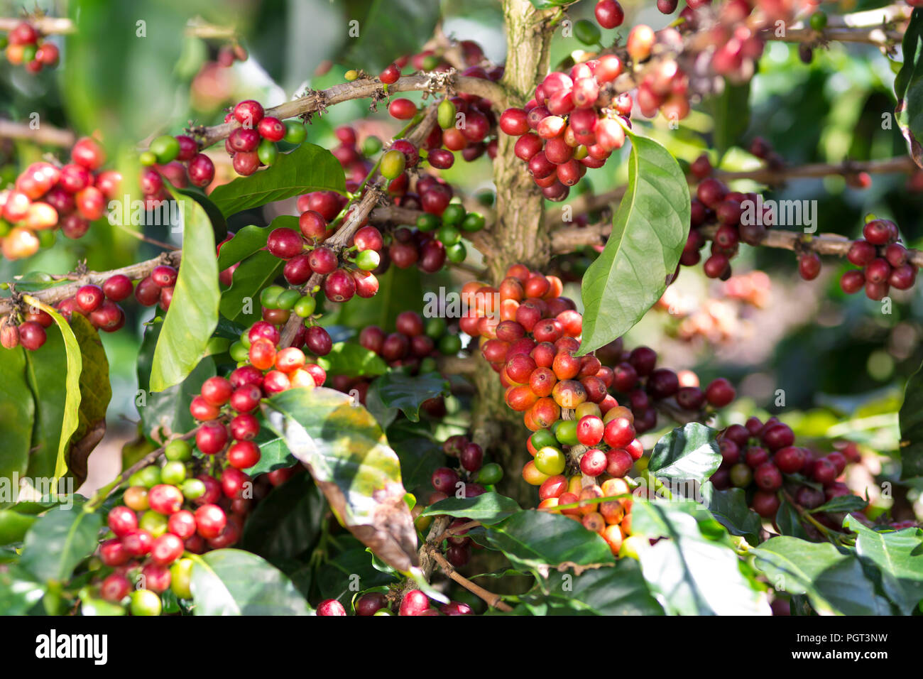 Coffee Plant. Red Coffee Beans on a Branch of Coffee Tree Stock Photo ...