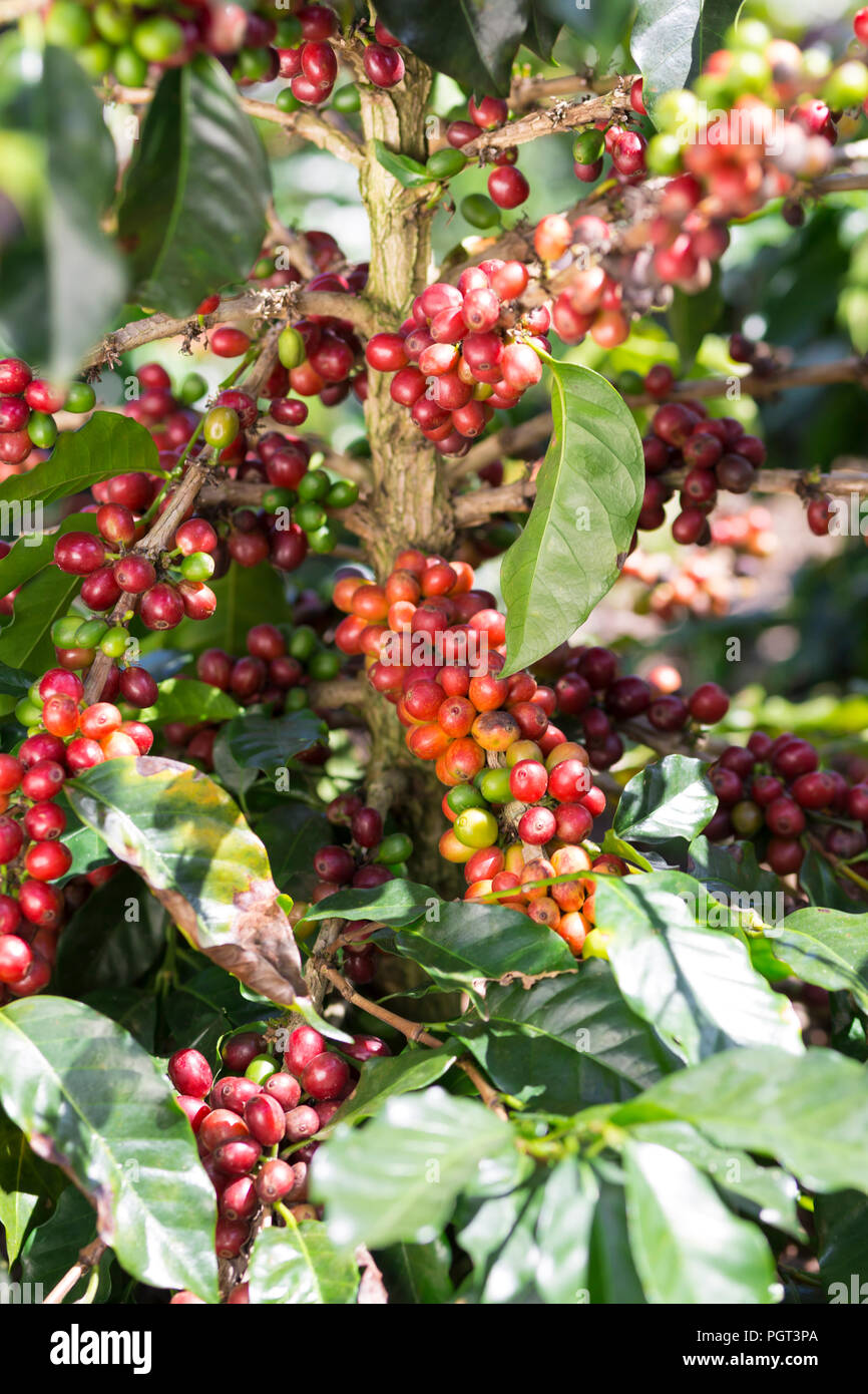 Coffee Plant. Red Coffee Beans on a Branch of Coffee Tree Stock Photo ...