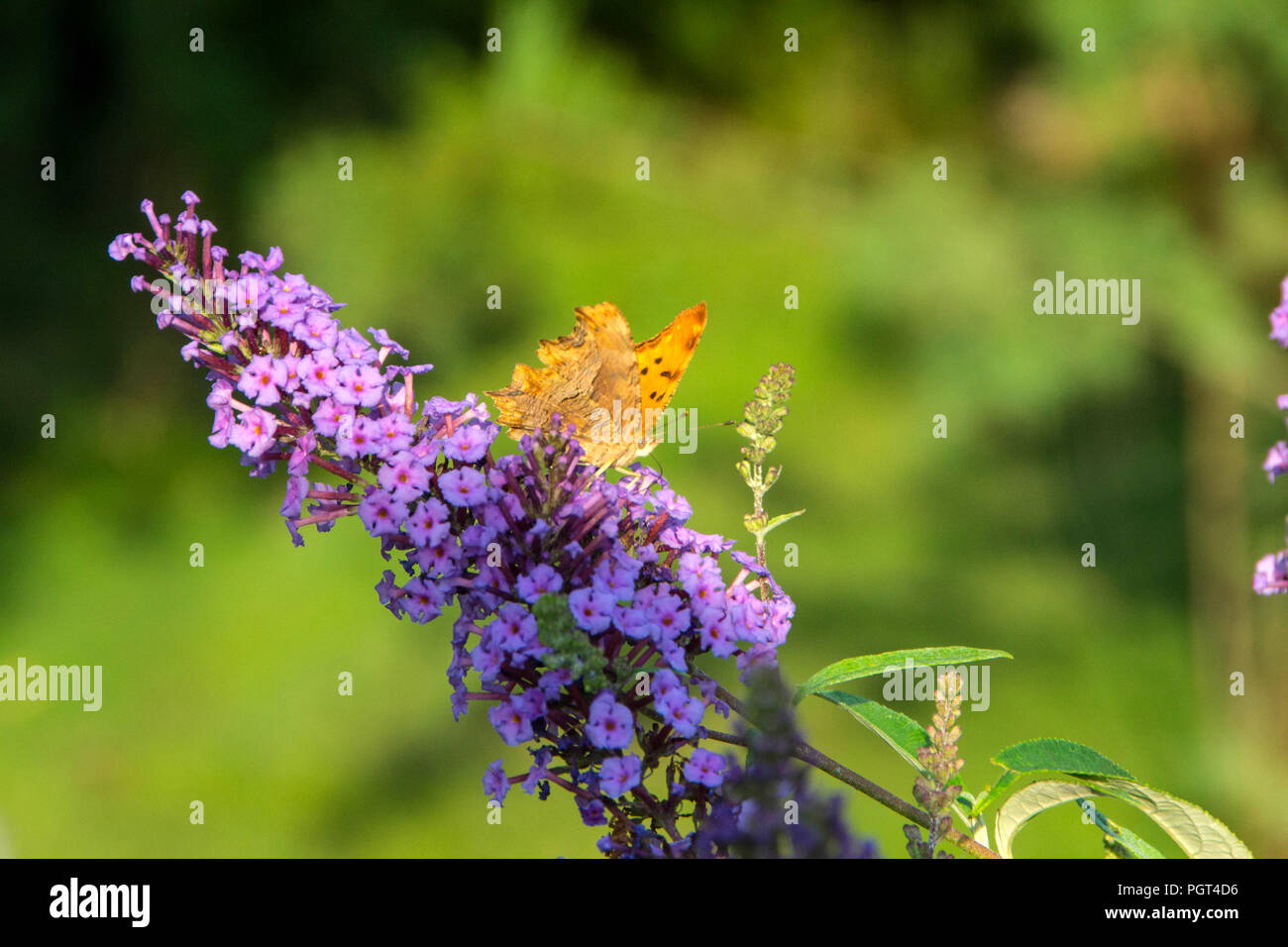 Butterflies is a plant that attracts butterflies and, accordingly, it