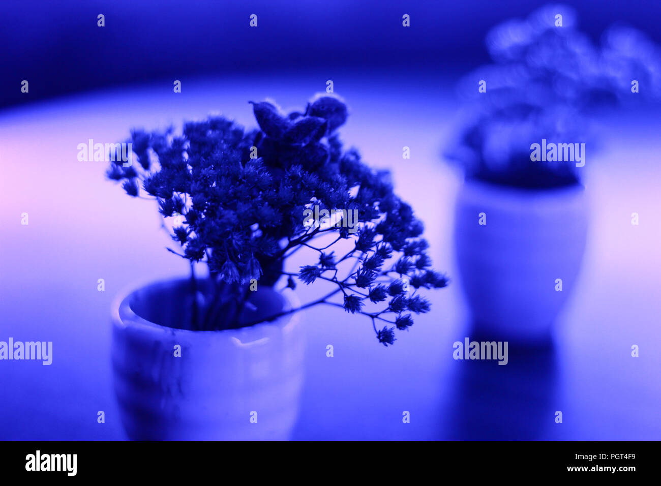 Plants in neon fluorescence blue light Stock Photo