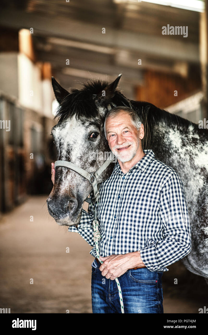 A happy senior man standing close to a horse in a stable, holding it ...