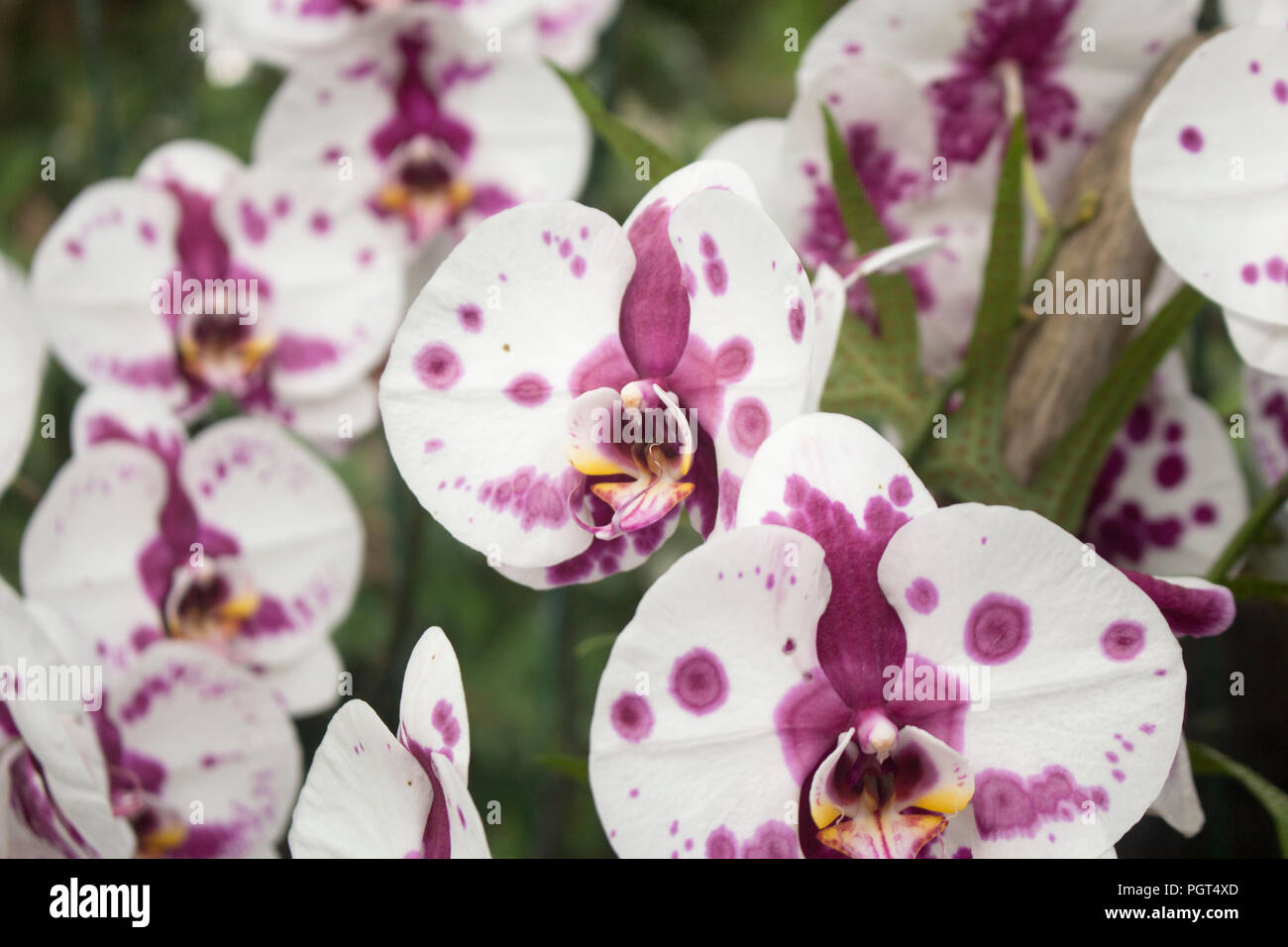 Horizontal close up photo of perfect pink polka dot orchids. Also known as Phalaenopsis or Moth Orchids. Stock Photo