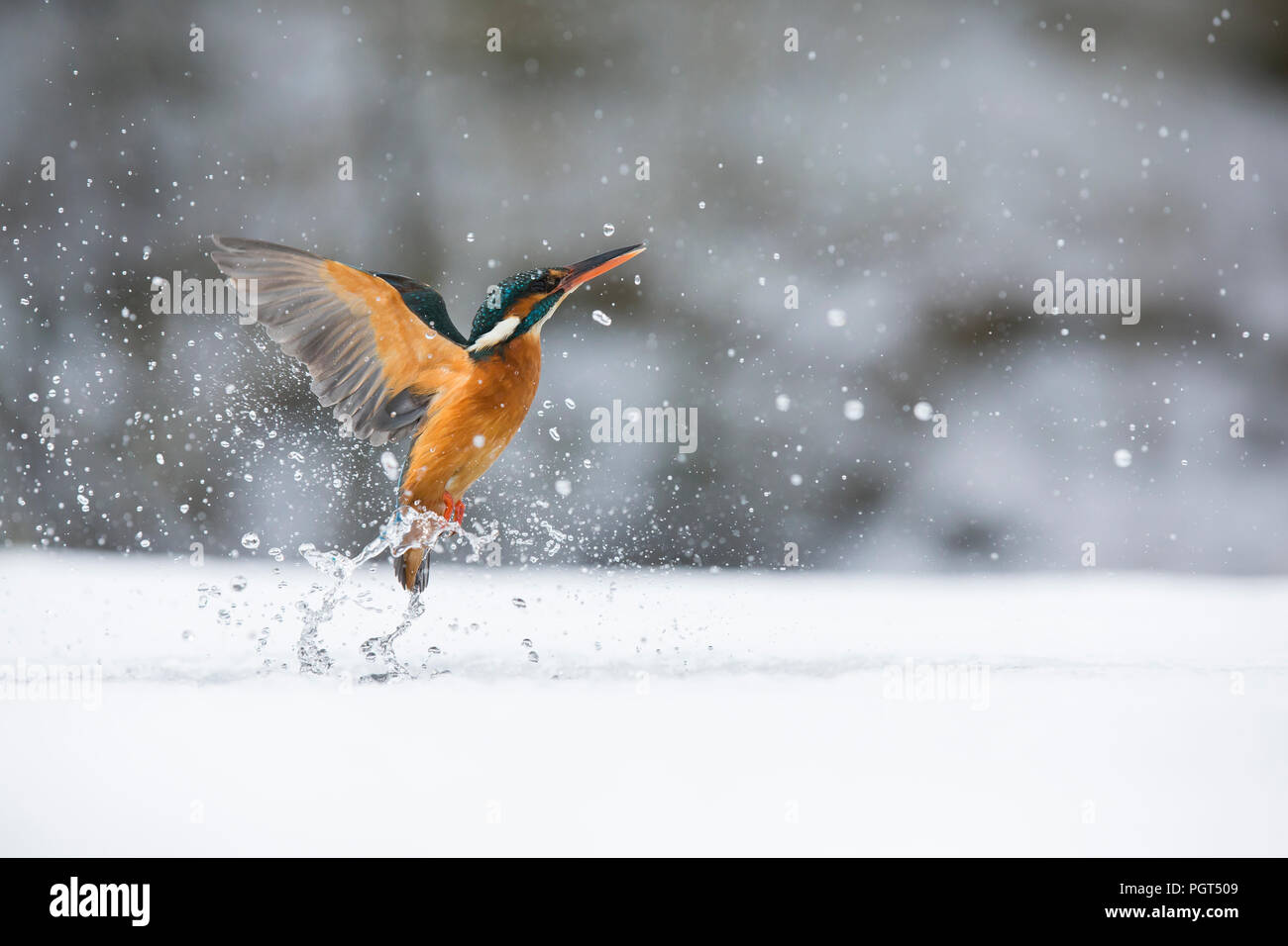 Kingfisher (Alcedo atthis) fishing through an ice hole Stock Photo