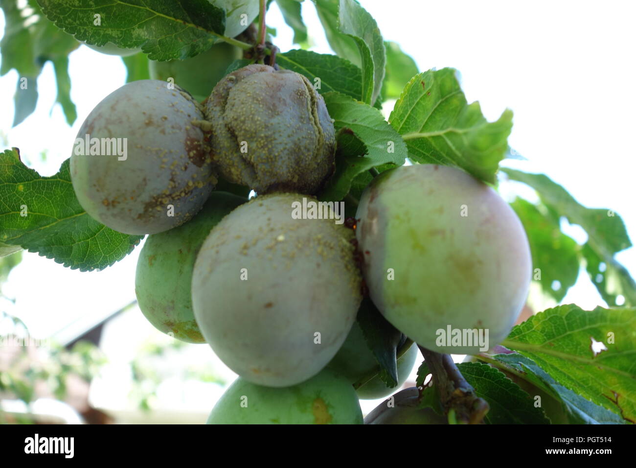 Picture of the apple in the garden Stock Photo - Alamy