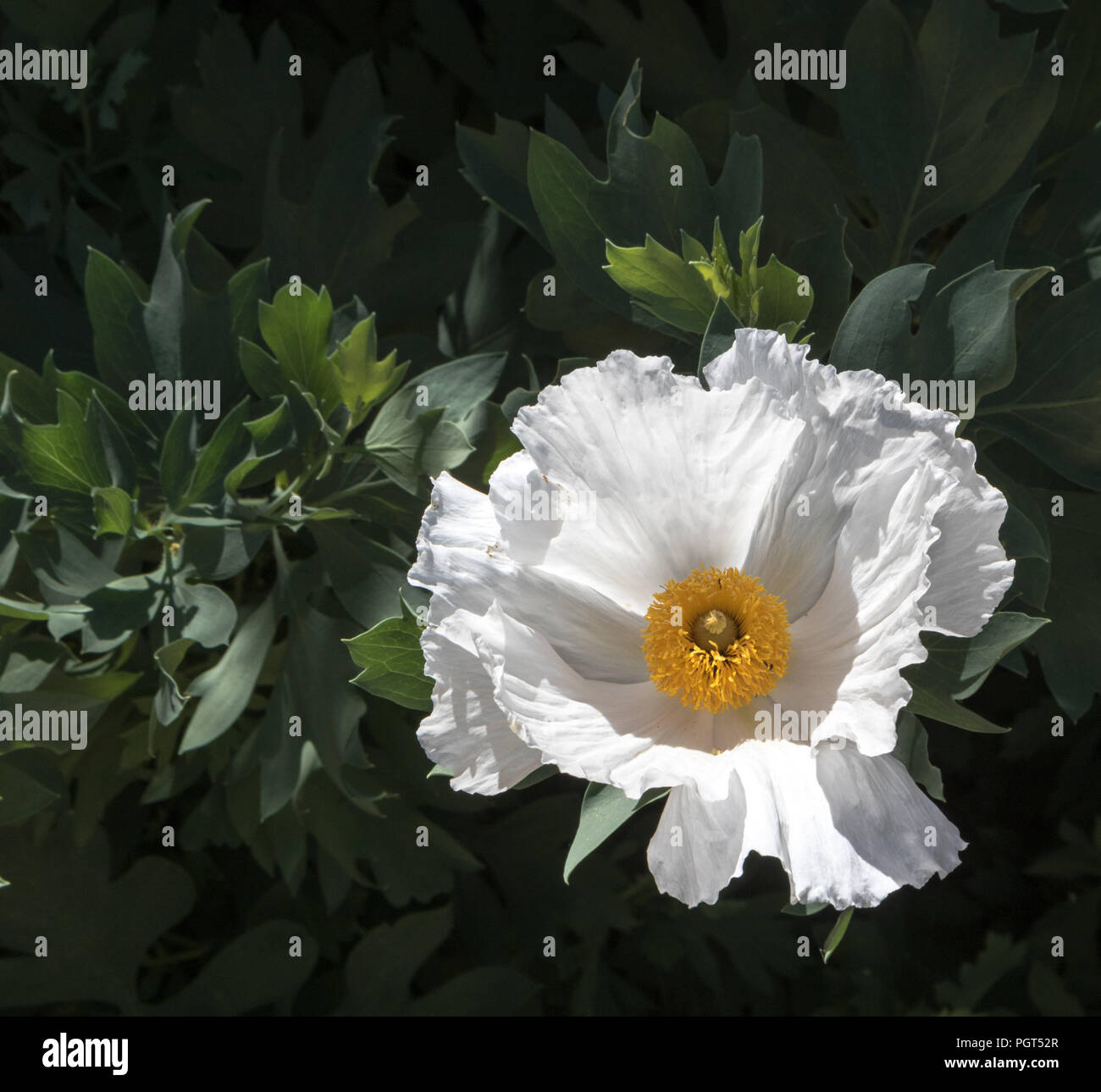 Bright white single Maitilija poppy growing outside, green prickly leaves in background Stock Photo