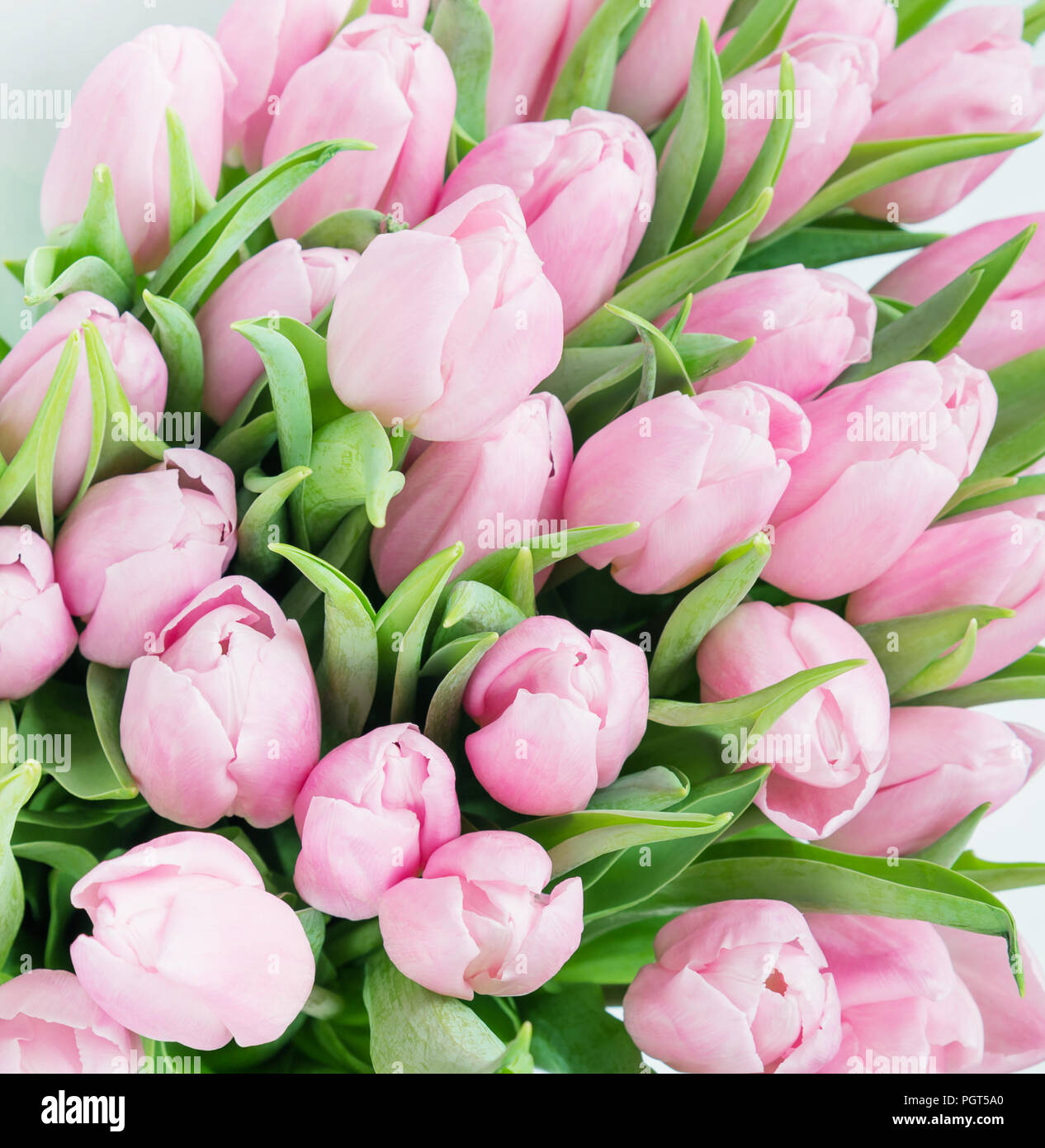 Huge bouquet of fresh pink tulips flowers close-up as beautiful natural  background Stock Photo - Alamy